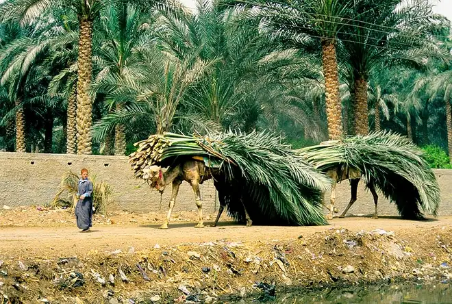 Egitto - Grand Egyptian Museum e Alessandria